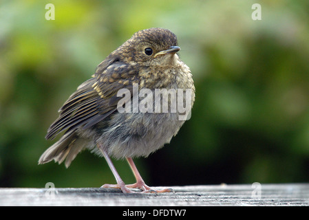 Juvenile Robin, (Erithacus Rubecula), einen gemeinsamen Garten Vogel auch in Wäldern und Hecken gefunden Stockfoto