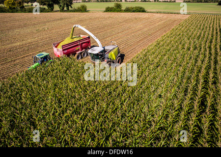Landwirtschaft, Maisernte. Kombinieren Sie, Harvester Werke durch ein Maisfeld. Die Silage wird direkt in einen Anhänger gepumpt. Stockfoto
