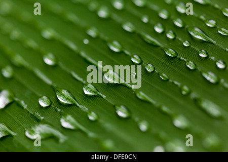 Nahaufnahme eines Blattes mit linearen Wassertropfen, sehr geringe Schärfentiefe. Stockfoto