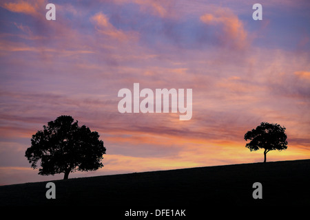 Zwei Bäume auf einem Hügel in der South Downs National Park mit Sonnenuntergang Himmel hinter. Stockfoto