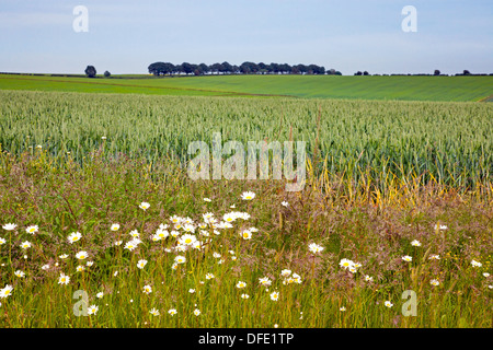 Wilden Gänseblümchen wächst am Rande ein Weizenfeld in der South Downs National Park Stockfoto