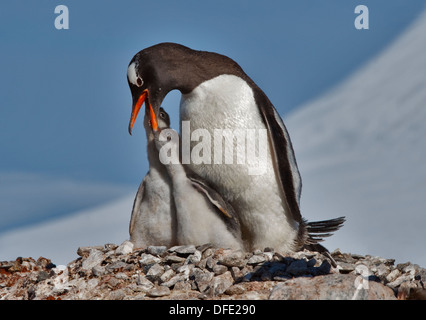 Gentoo Penguin (Pygoscelis Papua) Fütterung Küken im Nest, Videla chilenischen Base antarktische Halbinsel Stockfoto