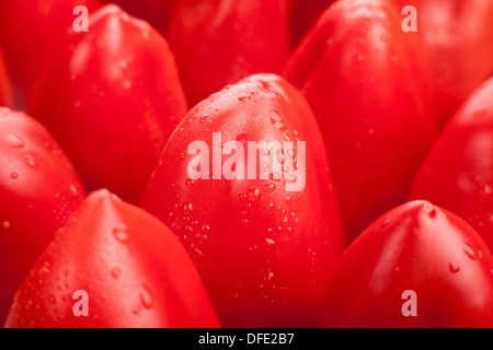 Paprika rot Fliese Makro Nahaufnahme Tropfen Stockfoto