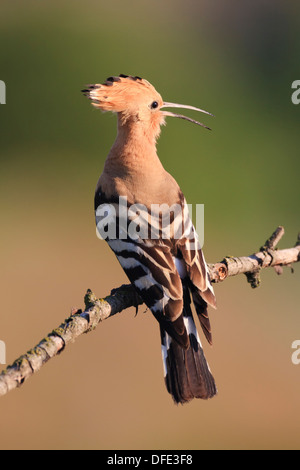 Gemeinsamen Wiedehopf (Upupa Epops) thront und Berufung auf Ast. Lleida. Katalonien. Spanien. Stockfoto