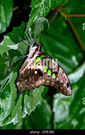 Bunten grünen Malachit Schmetterling auf grünen Laub Stockfoto