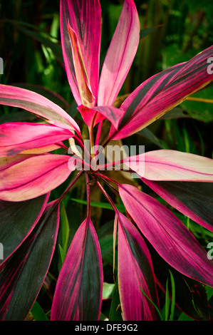 Nahaufnahme der bunten Hawaiian Red Ti-Pflanze. Stockfoto