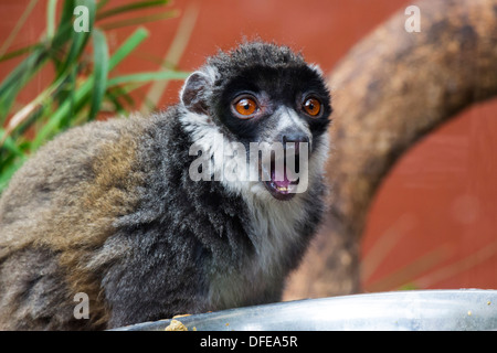 Ein Porträt von einem Mungo Lemur mit offenem Mund Stockfoto