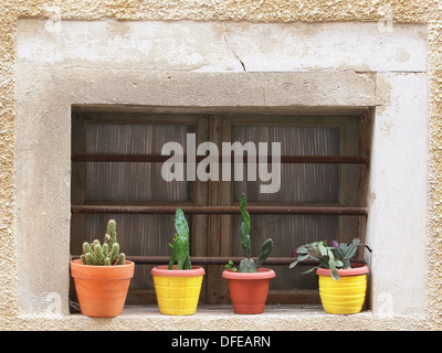 Kaktus Blumen am Fenster Stockfoto