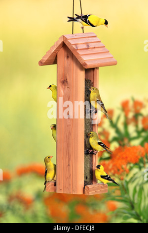 Stieglitz, amerikanisch - Herde auf Distel Feeder Stockfoto