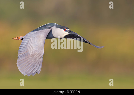 Schwarz-gekrönter Nachtreiher (Nycticorax Nycticorax) im Flug - Venedig Rookery, Florida. Stockfoto