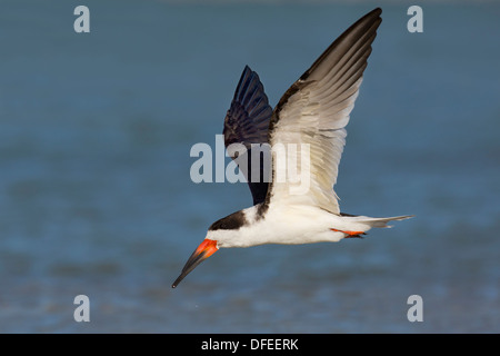 Schwarz-Skimmer (Rynchops Niger) im Flug - Fort Desoto, Florida. Stockfoto