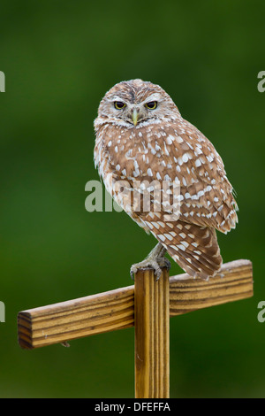 Kanincheneule (Athene Cunicularia) thront - Cape Corale, Florida. Stockfoto