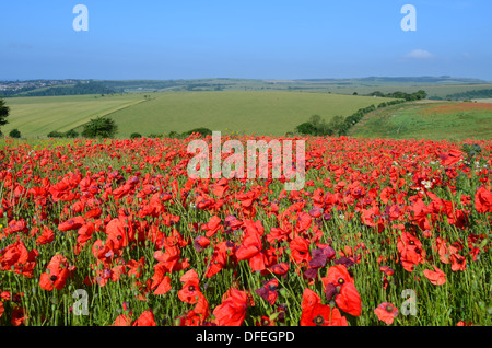 Wilde rote Mohnblumen auf Sussex South Downs. Stockfoto