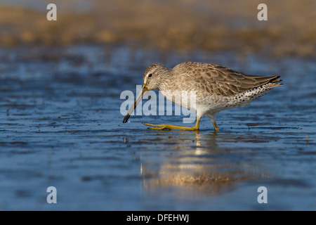 Kurz-billed Dowitcher (Limnodromus früh) in den seichten Gewässern - Fort Desoto, Florida. Stockfoto