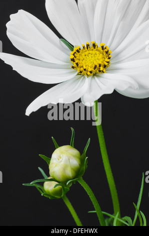 weißen Kosmos Blüten auf schwarzem Hintergrund Stockfoto