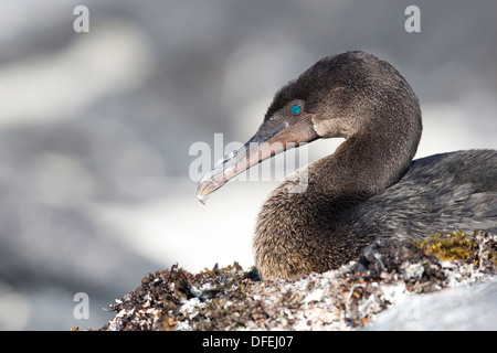 Flugunfähige Kormorane (Phalacrocorax Harrisi) auf die Nest - Fernandina Insel, Galapagos-Inseln. Stockfoto