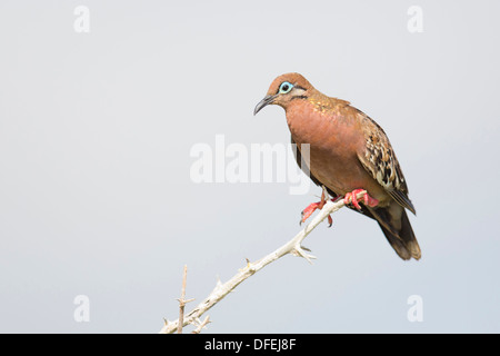 Galapagos Taube (Zenaida Galapagoensis) thront auf einem Baum Zweig - Espanola Insel, Galapagos-Inseln. Stockfoto