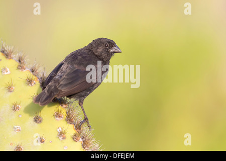 Galapagos-Medium-Boden Finch (Geospiza Fortis) männlich thront auf einem Kaktus - Santa Cruz, Galapagos-Inseln. Stockfoto