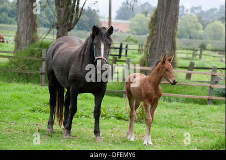 Schwarze Stute mit Kastanien farbige Fohlen von Embryo platziert in schwarze Stute bei einer Pferdezucht in Bogota, Kolumbien geboren. Stockfoto