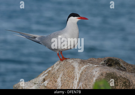 Südamerikanische Seeschwalbe (Sterna Hirundinacea) auf Itassuce Island, Sao Sebastiao, Bundesstaat Sao Paulo, Brasilien. Stockfoto