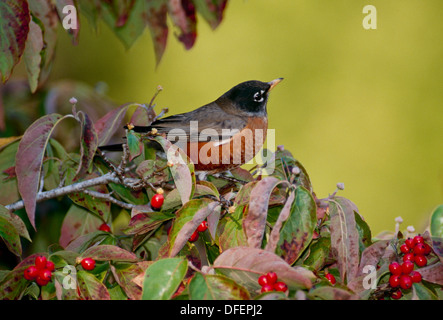 American Robin, Turdus Migratorius, thront auf einem Sturz Hartriegel Baum voll von roten Beeren, Missouri USA Stockfoto