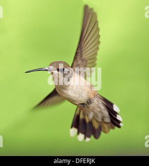 Weibliche Rubin-throated Kolibri im Flug Stockfoto