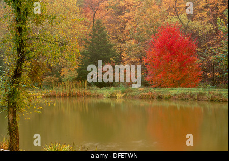 Ländliche Teich im Herbst mit Rohrkolben und stilles Wasser im mittleren Westen der USA, USA Stockfoto