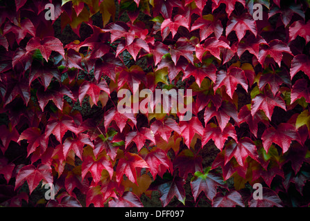 Boston-Efeu Ranke im Herbst auf der Wand des Hauses, Parthenocissus Tricuspidata wächst auf einer Wand mit einem ansprechenden rot Stockfoto