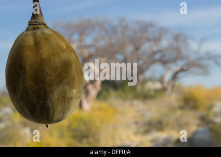 Frucht des afrikanischen Baobab Baum (Affenbrotbäume Digitata) Kubu Island (Lekhubu), Makgadikgadi Pfanne, Botswana Stockfoto