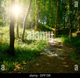 Fußweg zwischen Bäumen im dunklen Wald Stockfoto