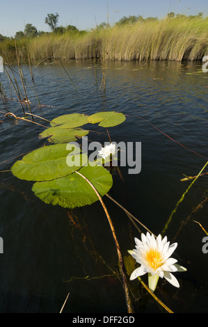 White Water Lily (Nymphaea Lotus) Blumen und Seerosen in eine Wasserstraße des Okavango Delta, Botswana Stockfoto