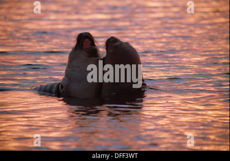 Zwei südliche Elefantenrobben (Mirounga leonina), die bei Sonnenuntergang im Wasser spielen, Sea Lion Island, Falkland Islands, South Atlantic Stockfoto