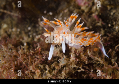 Nacktschnecke Weichtier Gattung Flabelina.  Alcatrazes Insel, Sao Paulo Brasilien Stockfoto