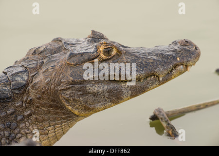 Stock Foto von ein brillentragende Kaiman ruhen auf den Rand des Wassers, Pantanal, Brasilien. Stockfoto