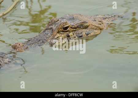 Stock Foto von ein brillentragende Kaiman ruht im Wasser, Pantanal, Brasilien. Stockfoto