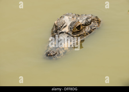 Stock Foto von ein brillentragende Kaiman ruht im Wasser, Pantanal, Brasilien. Stockfoto