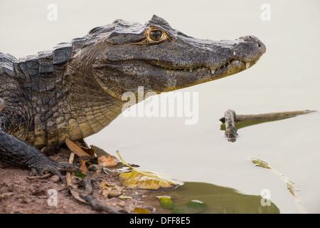 Stock Foto von ein brillentragende Kaiman ruhen auf den Rand des Wassers, Pantanal, Brasilien. Stockfoto