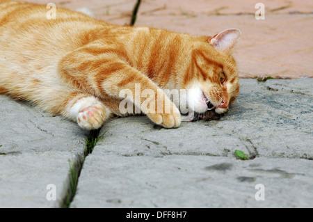 Ingwer-Katze mit der Maus in den Mund. Stockfoto