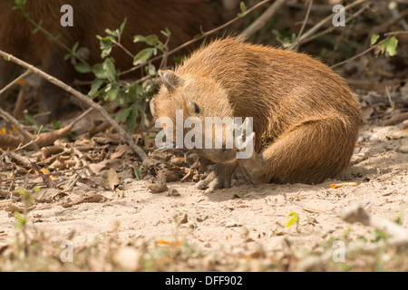 Stock Foto von einem Baby Capybara Reinigung seinen Fuß, Pantanal, Brasilien. Stockfoto