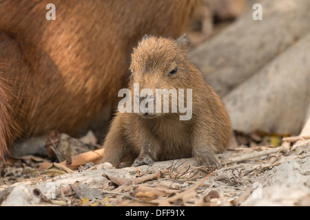 Stock Foto von einem Baby Capybara ruhen, Pantanal, Brasilien. Stockfoto