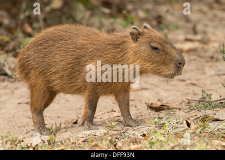 Stock Foto von einem Baby Capybara, Pantanal, Brasilien. Stockfoto
