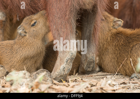 Stock Foto von Wasserschweine, Krankenpflege, Pantanal, Brasilien. Stockfoto