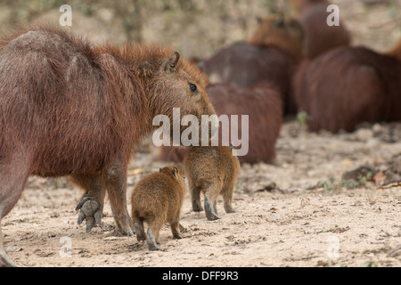 Stock Foto von einem Baby Capybara, Pantanal, Brasilien. Stockfoto