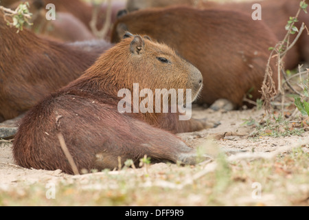 Stock Foto von einem Baby Capybara ruhen, Pantanal, Brasilien. Stockfoto