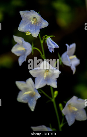 Campanula Blumen in einem Garten Stockfoto