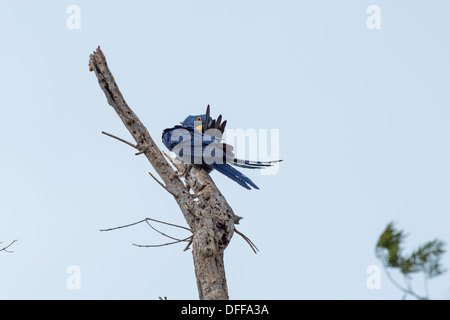 Hyazinth-Ara sitzt auf einem Baumstumpf, Pantanal, Brasilien. Stockfoto