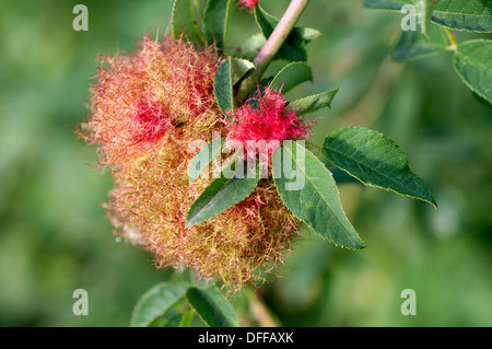 Robins Nadelkissen, Bedeguar Wasp Gall (Diplolepsis Rosae) auf Hundsrose. Stockfoto