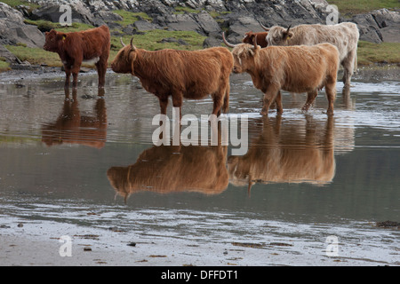 Highland Kühe in Meer See. Isle of Mull. Schottland Stockfoto