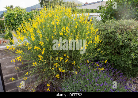 Gemeinsamen Ginster Strauch Cytisus Scoparius, Sy Sarothamnus Scoparius wächst im Königreich Garten, Abergavenny Stockfoto