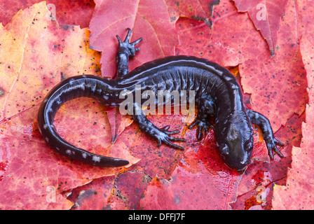 Blaufleckiger Salamander (Ambystoma laterale) auf Blättern des roten Ahornbaums (Acer rubrum), E USA, von Skip Moody/Dembinsky Photo Assoc Stockfoto